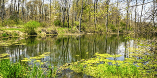 ForestBathingFlybookBanner